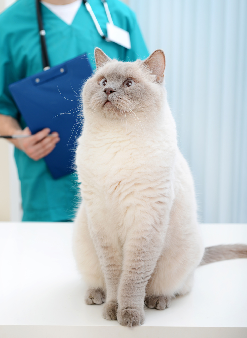 A cat sitting on a table in front of a veterinarian