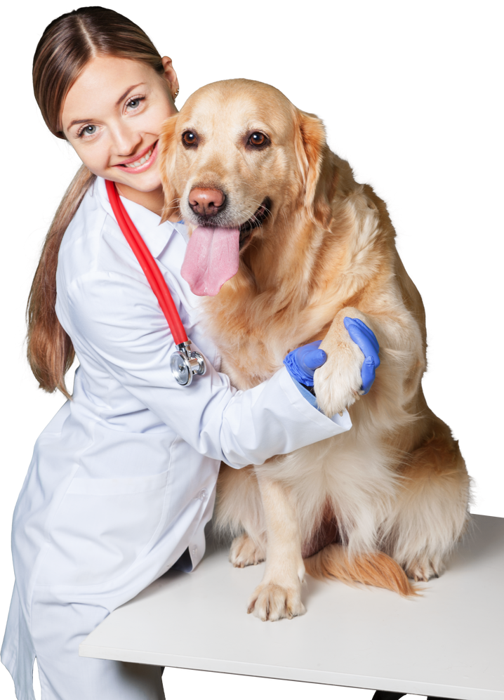 Veterinarian